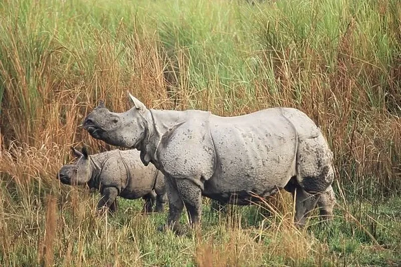 Image Kaziranga National Park - Home of the One-Horned Rhino image beautiful image beautiful image beautiful - Indian one-horned rhinoceros (rhino), Rhinoceros unicornis