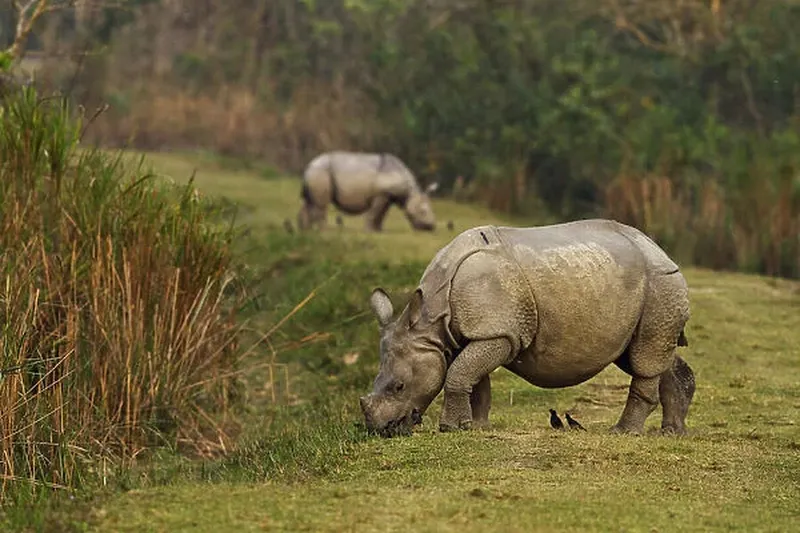 Image Kaziranga National Park - Home of the One-Horned Rhino image beautiful image beautiful image beautiful - DDE-90024518 Our beautiful Wall Art and Photo Gifts include Framed ...