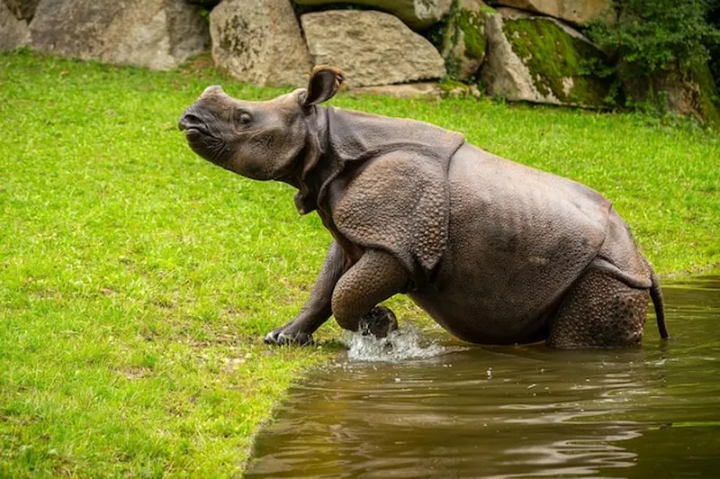 Image Kaziranga National Park - Home of the One-Horned Rhino image beautiful image beautiful image beautiful - Page 17 | Large Animals Images - Free Download on Freepik