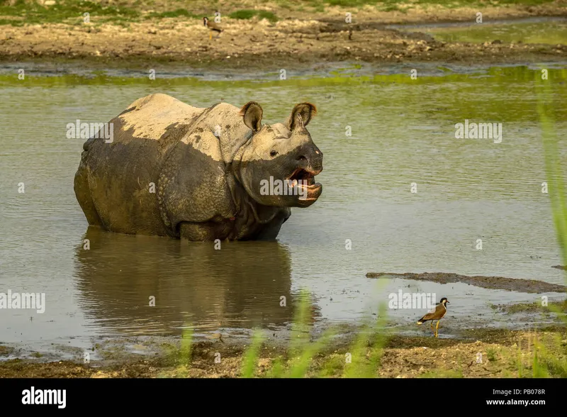 Image Kaziranga National Park - Home of the One-Horned Rhino image beautiful image beautiful image beautiful - Beautiful Indian One Horned Rhinoceros. Curious happy young rhinos ...