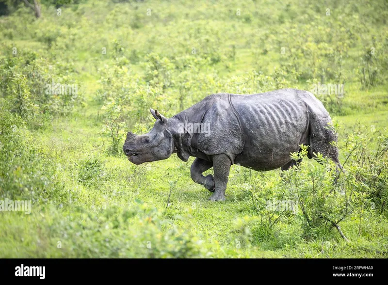 Image Kaziranga National Park - Home of the One-Horned Rhino image beautiful image beautiful image beautiful - Beautiful assam hi-res stock photography and images - Page 2 - Alamy