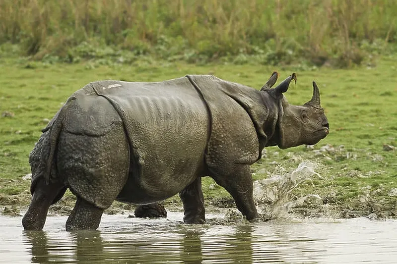 Image Kaziranga National Park - Home of the One-Horned Rhino image beautiful image beautiful image beautiful - One-horned Rhinoceros, coming out of jungle pond Our beautiful ...