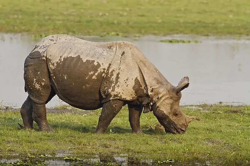 Image Kaziranga National Park - Home of the One-Horned Rhino image beautiful image beautiful image beautiful - One-horned Rhinoceros feeding near jungle pond Our beautiful Wall ...