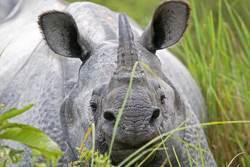 Image Kaziranga National Park - Home of the One-Horned Rhino image beautiful image beautiful image beautiful - RF Indian rhinoceros (Rhinoceros unicornis) Our beautiful Wall Art ...