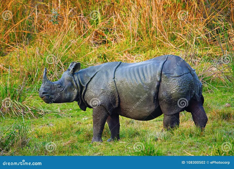 Image Kaziranga National Park - Home of the One-Horned Rhino image beautiful image beautiful image beautiful image beautiful - The Indian Rhinoceros, Rhinoceros Unicornis Stock Photo - Image of ...