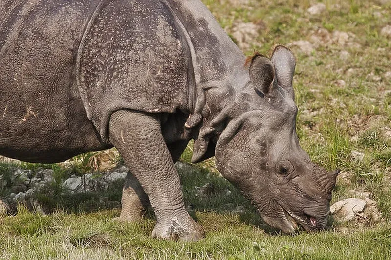 Image Kaziranga National Park - Home of the One-Horned Rhino image beautiful image beautiful image beautiful image beautiful - Young One-horned Rhinoceros feeding, Kaziranga National