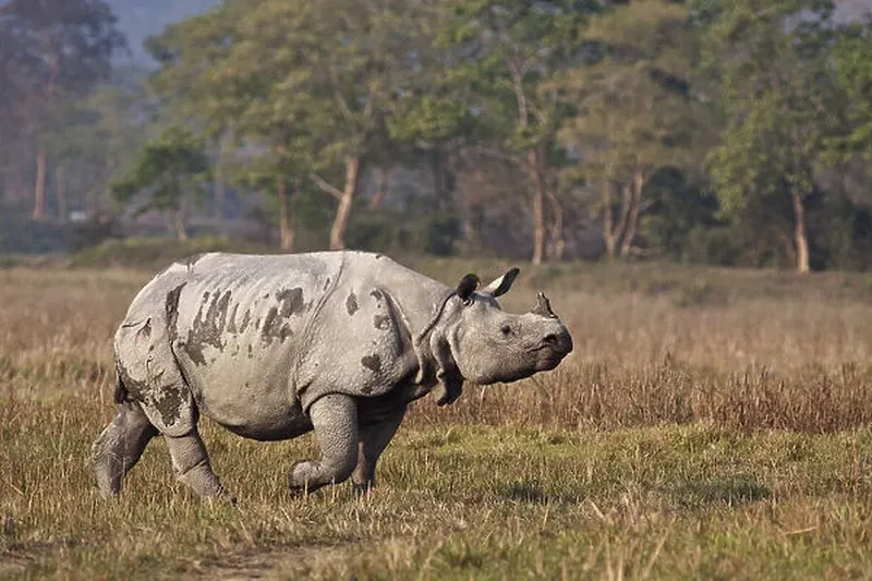 Image Kaziranga National Park - Home of the One-Horned Rhino image beautiful image beautiful image beautiful image beautiful - DDE-90024511 Our beautiful Wall Art and Photo Gifts include Framed ...