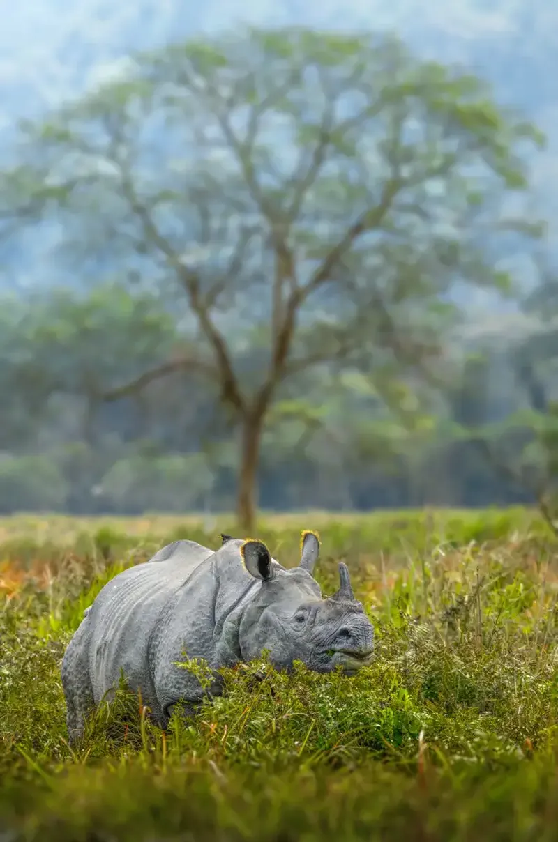 Image Kaziranga National Park - Home of the One-Horned Rhino image beautiful image beautiful image beautiful image beautiful - Susavan Aditya: The Rhino | Animals | Photographs | Fine art ...