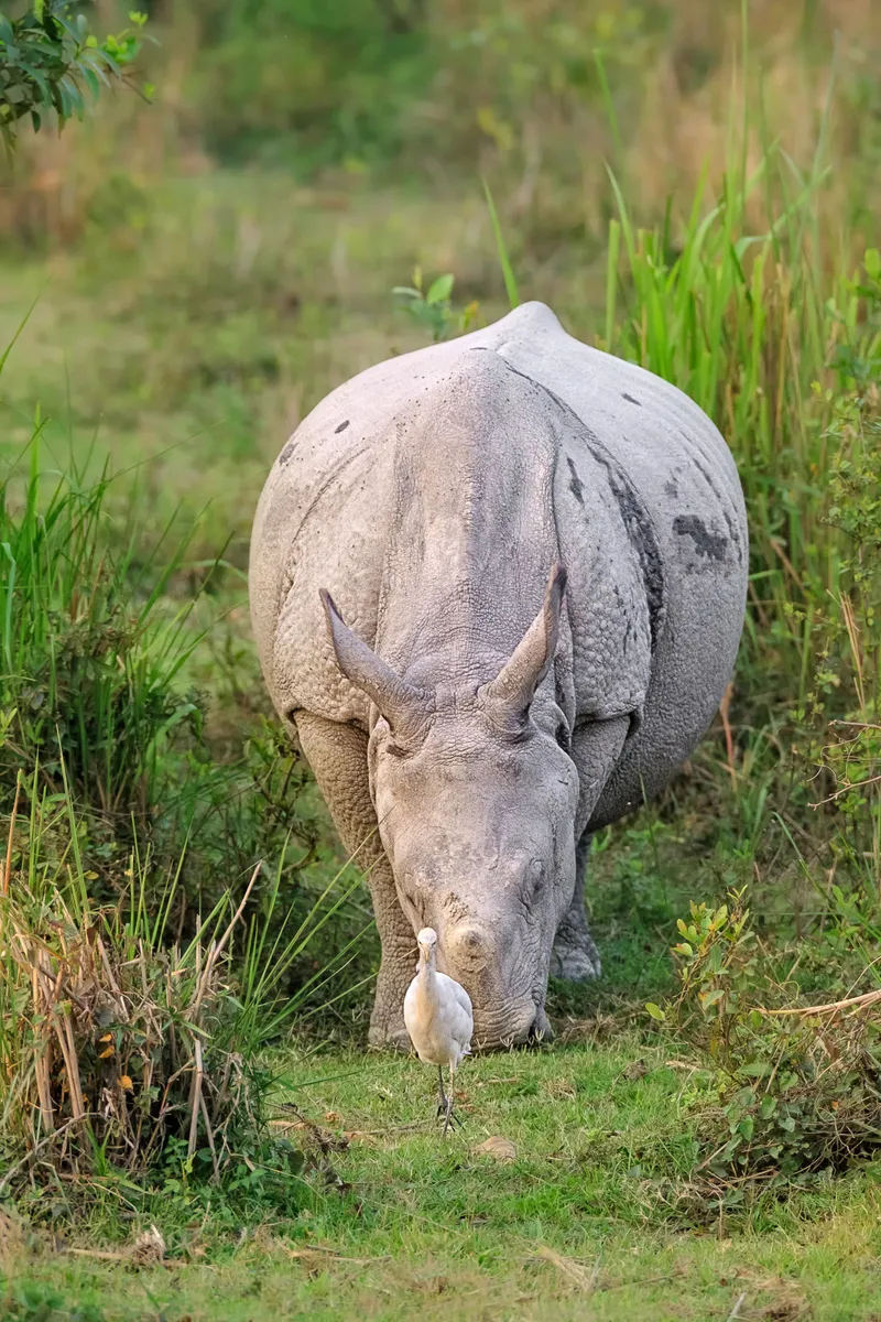 Image Kaziranga National Park - Home of the One-Horned Rhino image beautiful image beautiful image beautiful image beautiful - Indian Rhinoceros Grazing - Wildlife Photography Prints For Sale