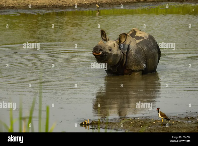 Image Kaziranga National Park - Home of the One-Horned Rhino image beautiful image beautiful image beautiful image beautiful - Beautiful Indian One Horned Rhinoceros. Curious happy young rhinos ...