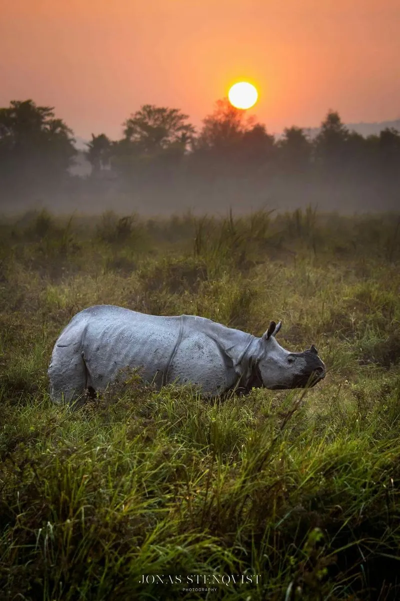 Image Kaziranga National Park - Home of the One-Horned Rhino image beautiful image beautiful image beautiful image beautiful image beautiful - Pin page