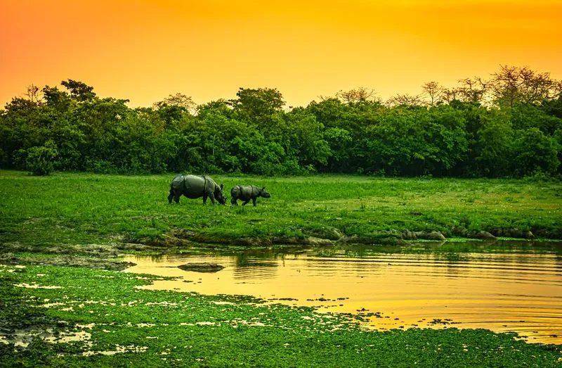 Image Kaziranga National Park - Home of the One-Horned Rhino image beautiful image beautiful image beautiful image beautiful image beautiful - Outdoor Adventure in Delhi & Kaziranga National Park- 8 Days | kimkim