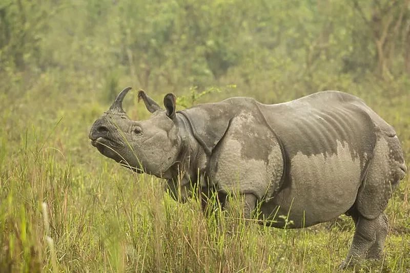 Image Kaziranga National Park - Home of the One-Horned Rhino image beautiful image beautiful image beautiful image beautiful image beautiful image beautiful - Indian rhinoceros (Rhinoceros unicornis) Our beautiful Wall Art ...