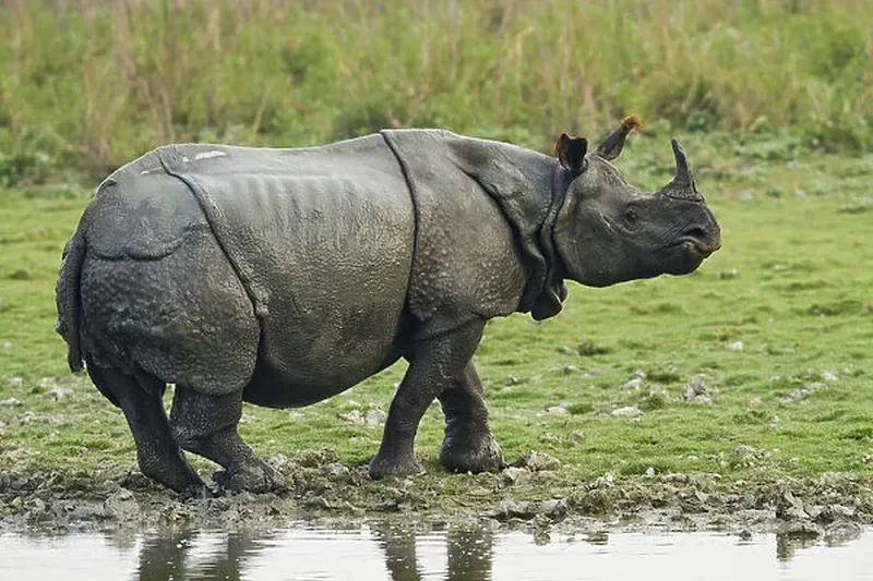 Image Kaziranga National Park - Home of the One-Horned Rhino image beautiful image beautiful image beautiful image beautiful image beautiful image beautiful - DDE-90024516 Our beautiful Wall Art and Photo Gifts include Framed ...