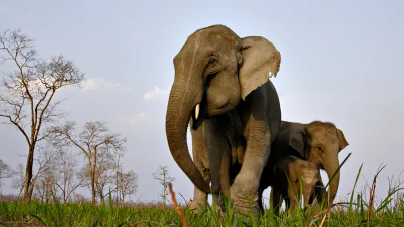 Image Kaziranga National Park - Home of the One-Horned Rhino image beautiful image beautiful image beautiful image beautiful image beautiful image beautiful - Why visit Kaziranga National Park? | FAQ | andBeyond