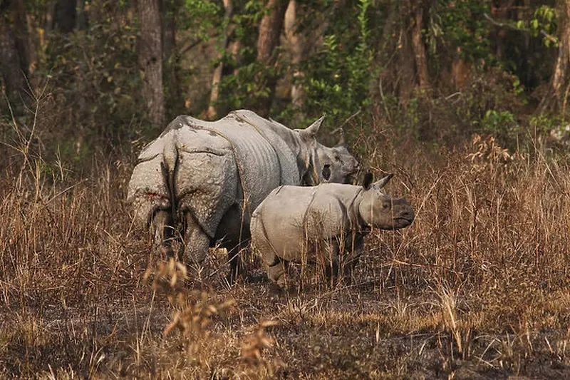 Image Kaziranga National Park - Home of the One-Horned Rhino image beautiful image beautiful image beautiful image beautiful image beautiful image beautiful image beautiful - DDE-90024510 Our beautiful Wall Art and Photo Gifts include Framed ...