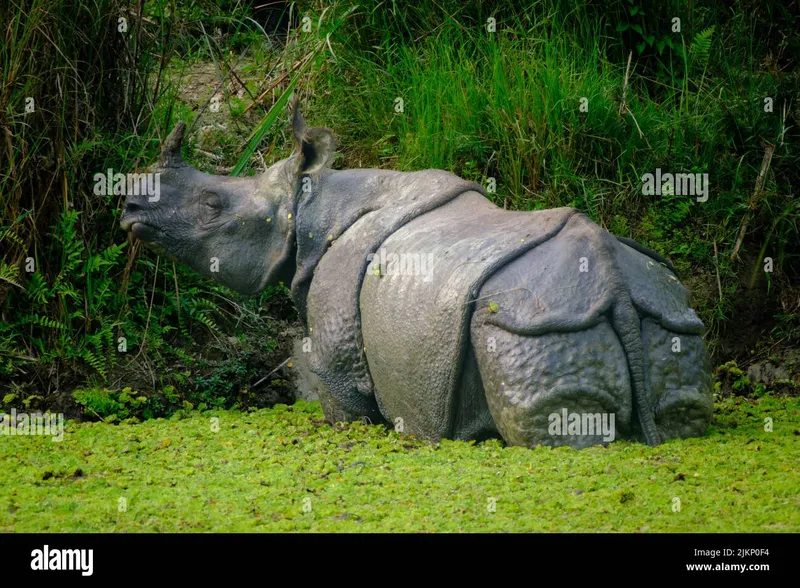 Image Kaziranga National Park - Home of the One-Horned Rhino image beautiful image beautiful image beautiful image beautiful image beautiful image beautiful image beautiful - Beautiful rhino hi-res stock photography and images - Alamy