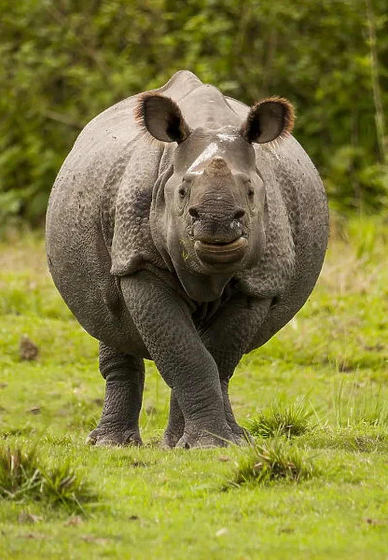 Image Kaziranga National Park - Home of the One-Horned Rhino image beautiful image beautiful image beautiful image beautiful image beautiful image beautiful image beautiful - Indian rhinoceros (Rhinoceros unicornis) portrait Our beautiful ...