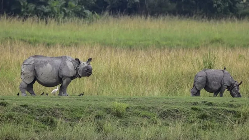 Image Kaziranga National Park - Home of the One-Horned Rhino image beautiful image beautiful image beautiful image beautiful image beautiful image beautiful image beautiful image beautiful - Rhino Count In Kaziranga Inflated, Claims RTI Activist ...