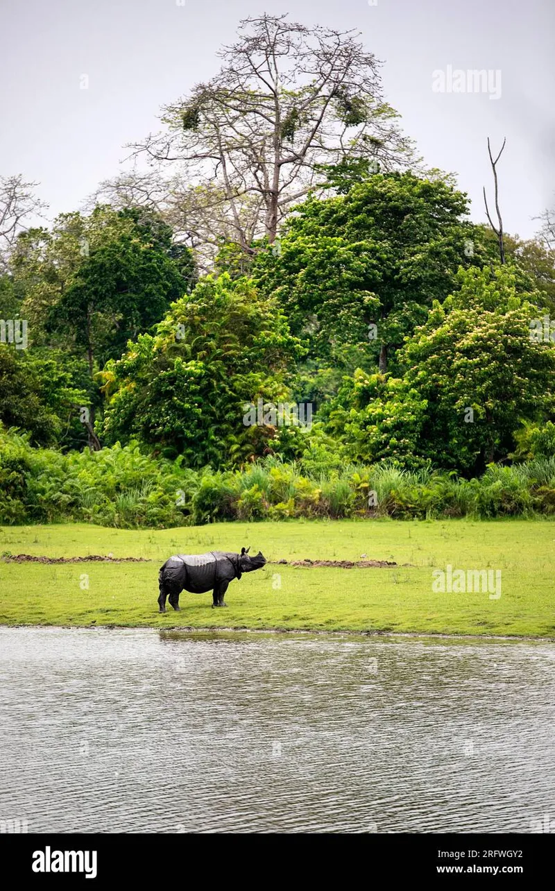 Image Kaziranga National Park - Home of the One-Horned Rhino image beautiful image beautiful image beautiful image beautiful image beautiful image beautiful image beautiful image beautiful - Indian rhinoceros in water hi-res stock photography and images - Alamy