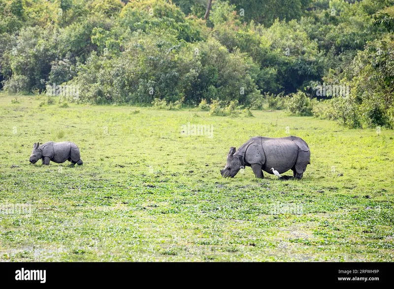 Image Kaziranga National Park - Home of the One-Horned Rhino image beautiful image beautiful image beautiful image beautiful image beautiful image beautiful image beautiful image beautiful - Kaziranga summer hi-res stock photography and images - Page 3 - Alamy