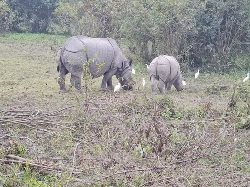 Image Kaziranga National Park - Home of the One-Horned Rhino image beautiful image beautiful image beautiful image beautiful image beautiful image beautiful image beautiful image beautiful - North-East India: Where Progress Meets Untamed Beauty - News18