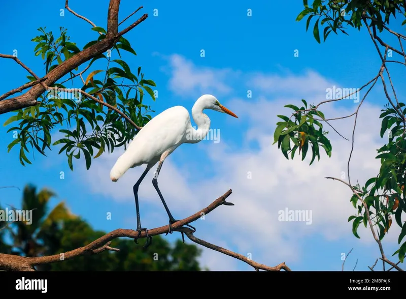 Image Kumarakom - Backwaters image beautiful image beautiful image beautiful image beautiful image beautiful image beautiful image beautiful image beautiful - Heron in kerala hi-res stock photography and images - Alamy