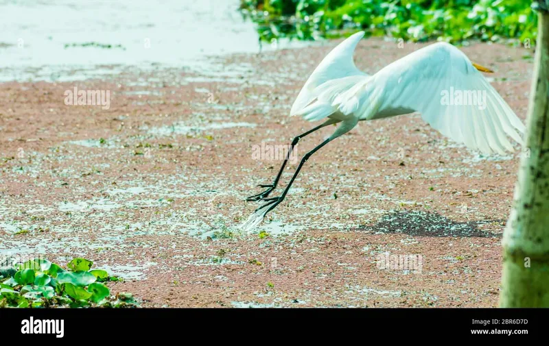 Image Kumarakom - Bird Sanctuary image beautiful - Kerala white swan hi-res stock photography and images - Alamy