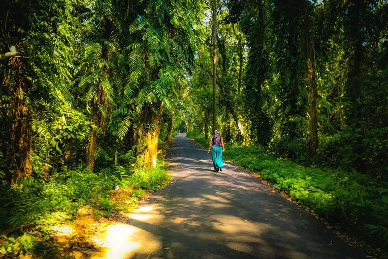 Image Kumarakom - Bird Sanctuary image beautiful - A canoeing trip inside Kumarakom Bird Sanctuary, Kumarakom - Times ...