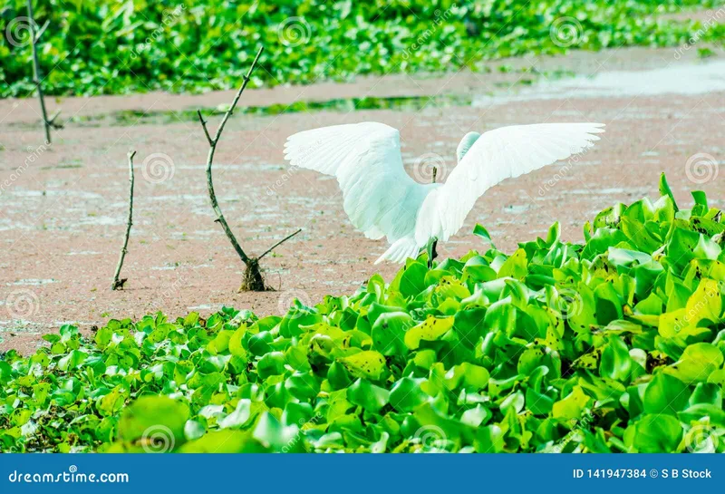 Image Kumarakom - Bird Sanctuary image beautiful - A Beautiful White Swan or Cygnus Bird Flapping Its Wings on the ...