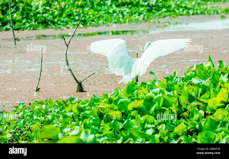 Image Kumarakom - Bird Sanctuary image beautiful - Pigeon in pond animals in wild hi-res stock photography and images ...