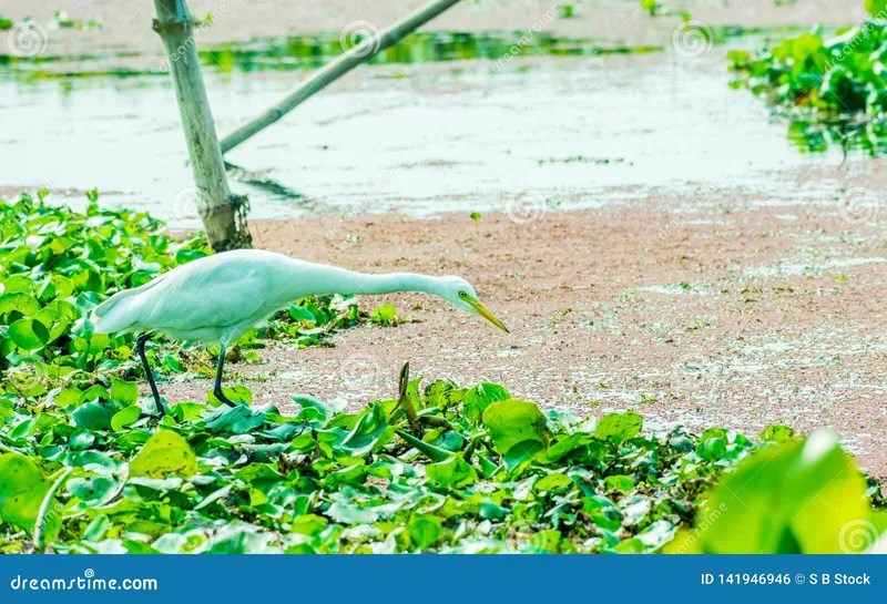 Image Kumarakom - Bird Sanctuary image beautiful - A Beautiful White Swan or Cygnus Bird Hunting for Food on the Lake ...