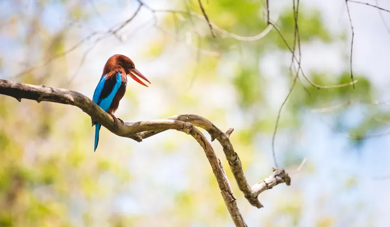 Image Kumarakom - Bird Sanctuary image beautiful - Five of the Most Beautiful Wildlife Sanctuaries in Kerala