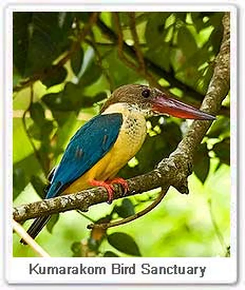 Image Kumarakom - Bird Sanctuary image beautiful - Kumarakom Bird Sanctuary, Sanctuary for Birds in South India, Info ...