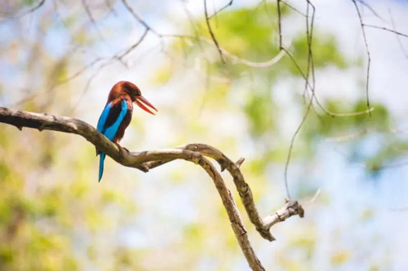 Image Kumarakom - Bird Sanctuary image beautiful image beautiful - Five of the Most Beautiful Wildlife Sanctuaries in Kerala