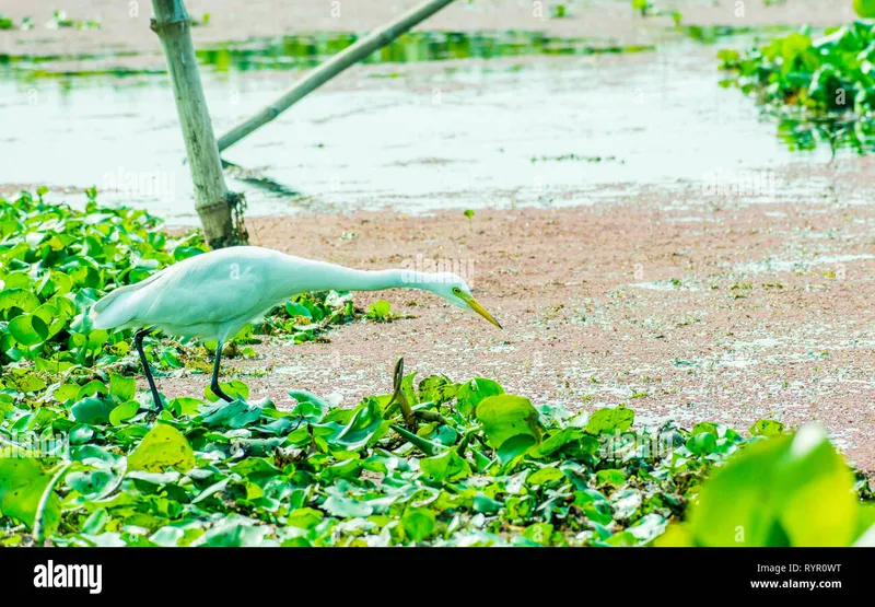 Image Kumarakom - Bird Sanctuary image beautiful image beautiful - Kerala white swan hi-res stock photography and images - Alamy