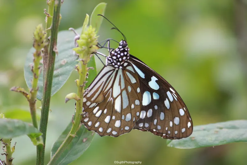 Image Kumarakom - Bird Sanctuary image beautiful image beautiful image beautiful - Blue Tiger Butterfly | At Kumarakom Bird Sanctuary,Kerala | Sujith ...