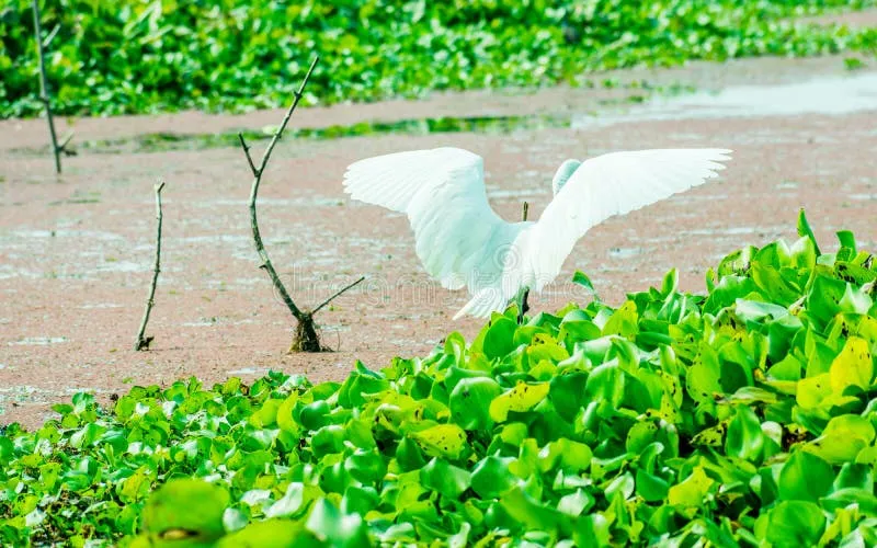 Image Kumarakom - Bird Sanctuary image beautiful image beautiful image beautiful - A Beautiful White Swan or Cygnus Bird Flapping Its Wings on the ...