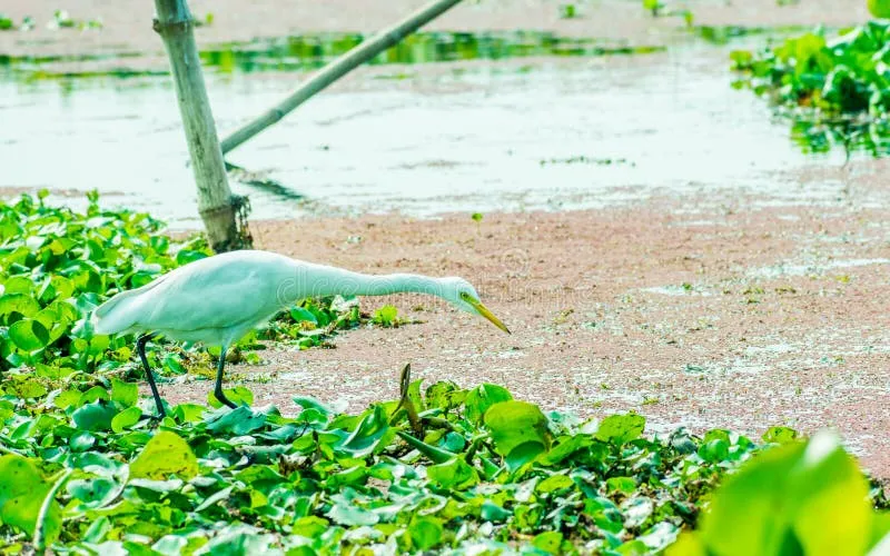 Image Kumarakom - Bird Sanctuary image beautiful image beautiful image beautiful - A Beautiful White Swan or Cygnus Bird Hunting for Food on the Lake ...