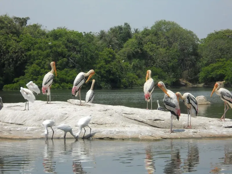 Image Kumarakom - Bird Sanctuary image beautiful image beautiful image beautiful image beautiful - 8 Bird Sanctuaries in Kerala: A Paradise for Nature Lovers