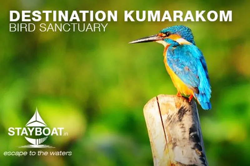 Image Kumarakom - Bird Sanctuary image beautiful image beautiful image beautiful image beautiful - Security Check Required