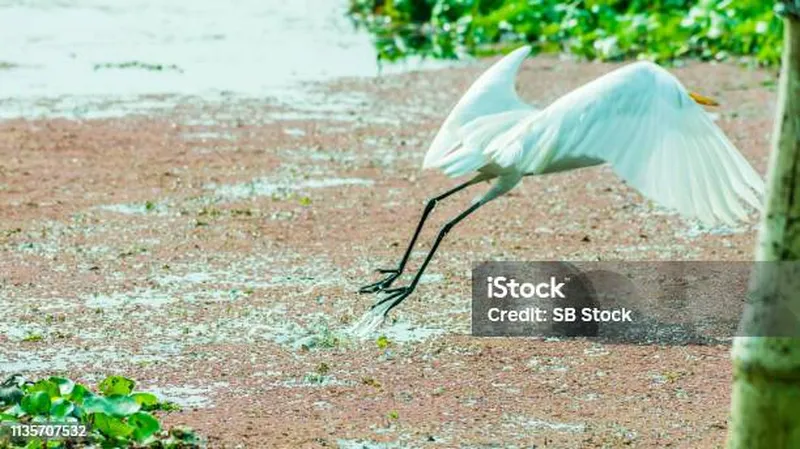 Image Kumarakom - Bird Sanctuary image beautiful image beautiful image beautiful image beautiful - A Beautiful White Swan Or Cygnus Bird Hunting For Food On The Lake ...