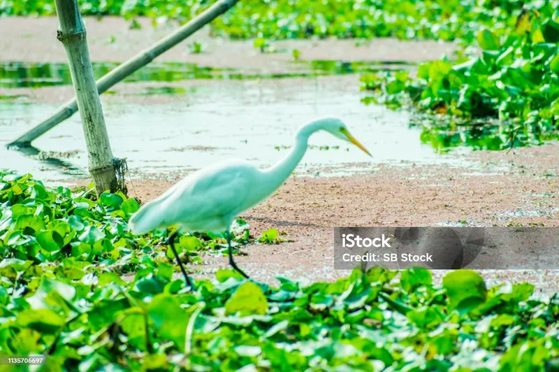 Image Kumarakom - Bird Sanctuary image beautiful image beautiful image beautiful image beautiful - A Beautiful White Swan Or Cygnus Bird Hunting For Food On The Lake ...