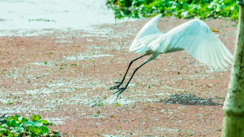 Image Kumarakom - Bird Sanctuary image beautiful image beautiful image beautiful image beautiful - A Beautiful White Swan or Cygnus Bird Flapping Its Wings on the ...