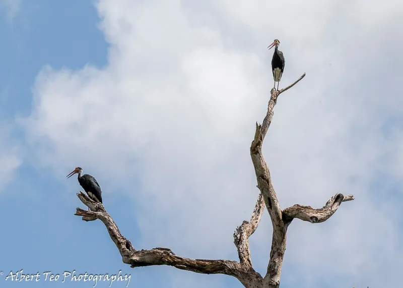 Image Kumarakom - Bird Sanctuary image beautiful image beautiful image beautiful image beautiful - The Top Birds of Tabin Wildlife Reserve | Borneo Eco Tours