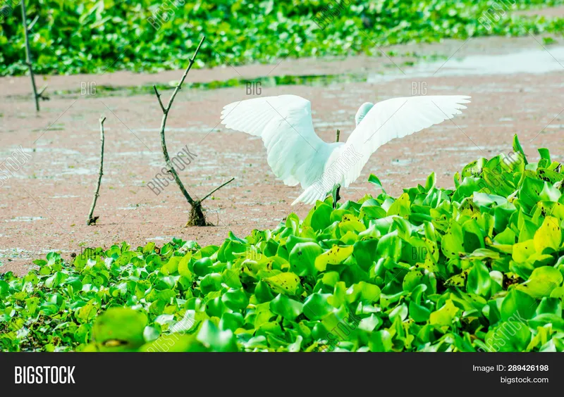 Image Kumarakom - Bird Sanctuary image beautiful image beautiful image beautiful image beautiful image beautiful - Beautiful White Swan Image & Photo (Free Trial) | Bigstock