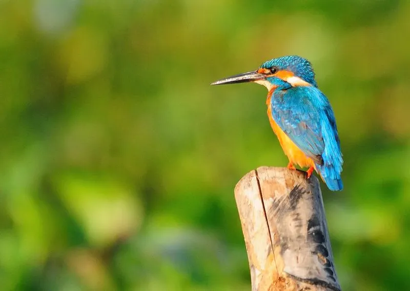 Image Kumarakom - Bird Sanctuary image beautiful image beautiful image beautiful image beautiful image beautiful image beautiful - Pin page