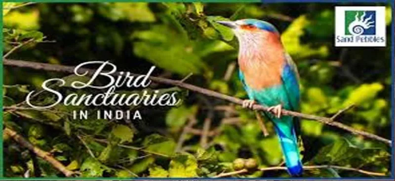 Image Kumarakom - Bird Sanctuary image beautiful image beautiful image beautiful image beautiful image beautiful image beautiful image beautiful - Top ten famous Bird Sanctuaries of India