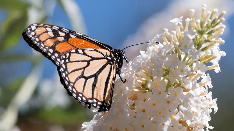 Image Lee Brice image beautiful image beautiful image beautiful image beautiful image beautiful image beautiful image beautiful image beautiful image beautiful image beautiful - The Four Biggest Hazards Facing Monarch Butterflies, and How You ...