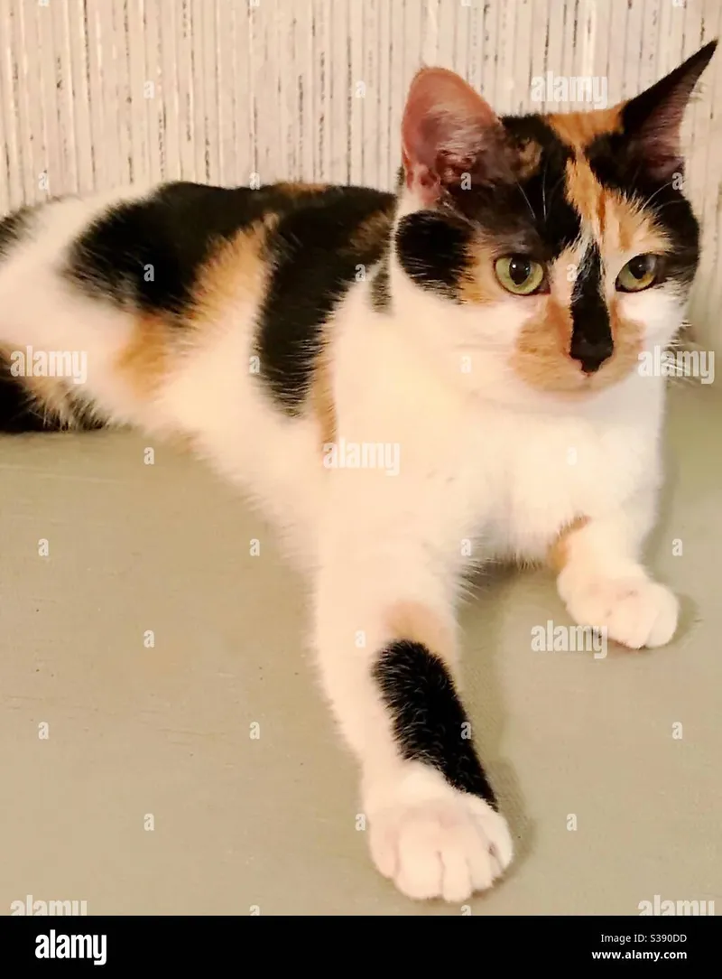 Image Left Eye image beautiful image beautiful image beautiful image beautiful - Portrait of beautiful calico cat with gorgeous green eyes but ...